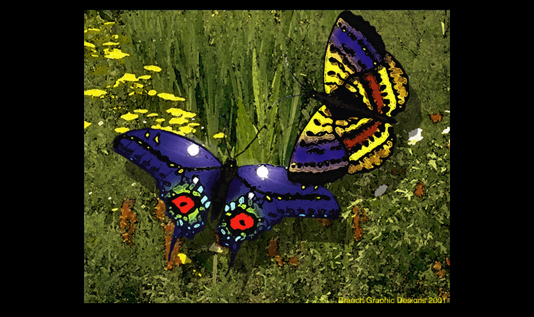 Butterfly